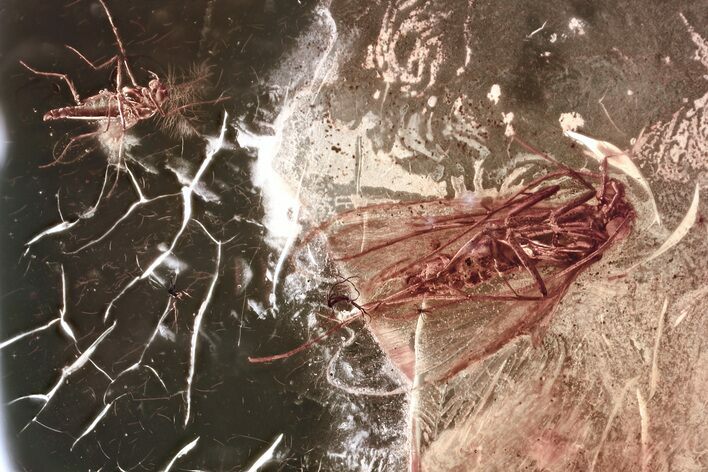Detailed Fossil Caddisfly and True Midge In Baltic Amber #381324